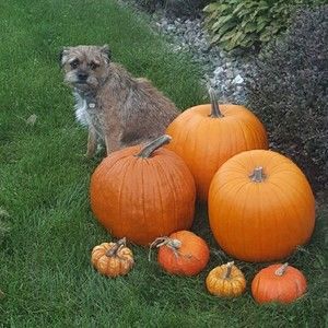 Meet your Posher, Robby